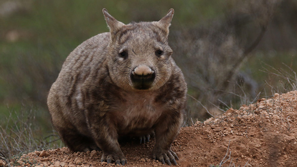 Wombat