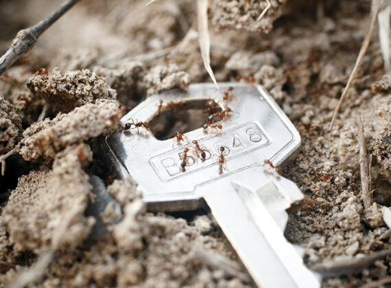 Stay Fire Ants Aware in Central Queensland - Tieri